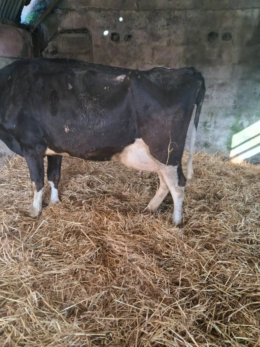 Second Calver Cow - Image 1
