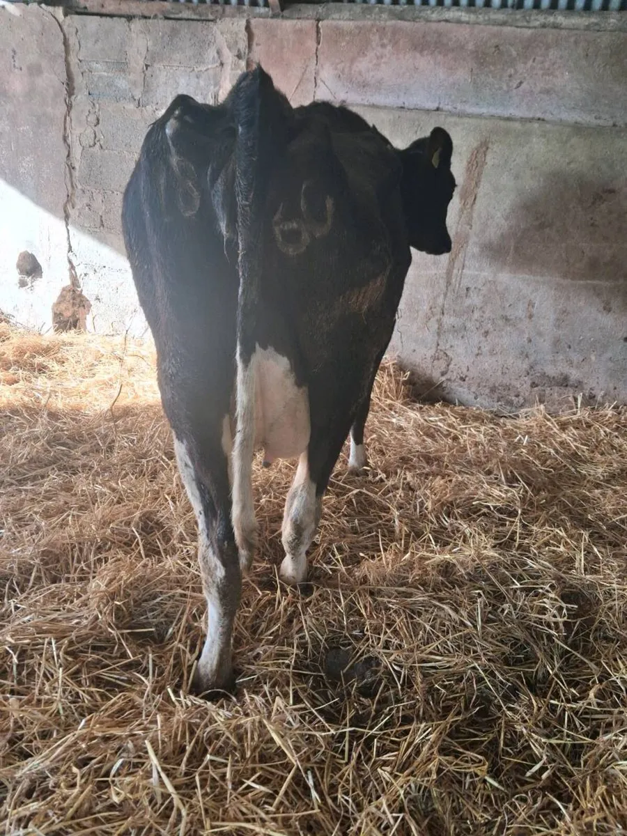 Second Calver Cow - Image 2