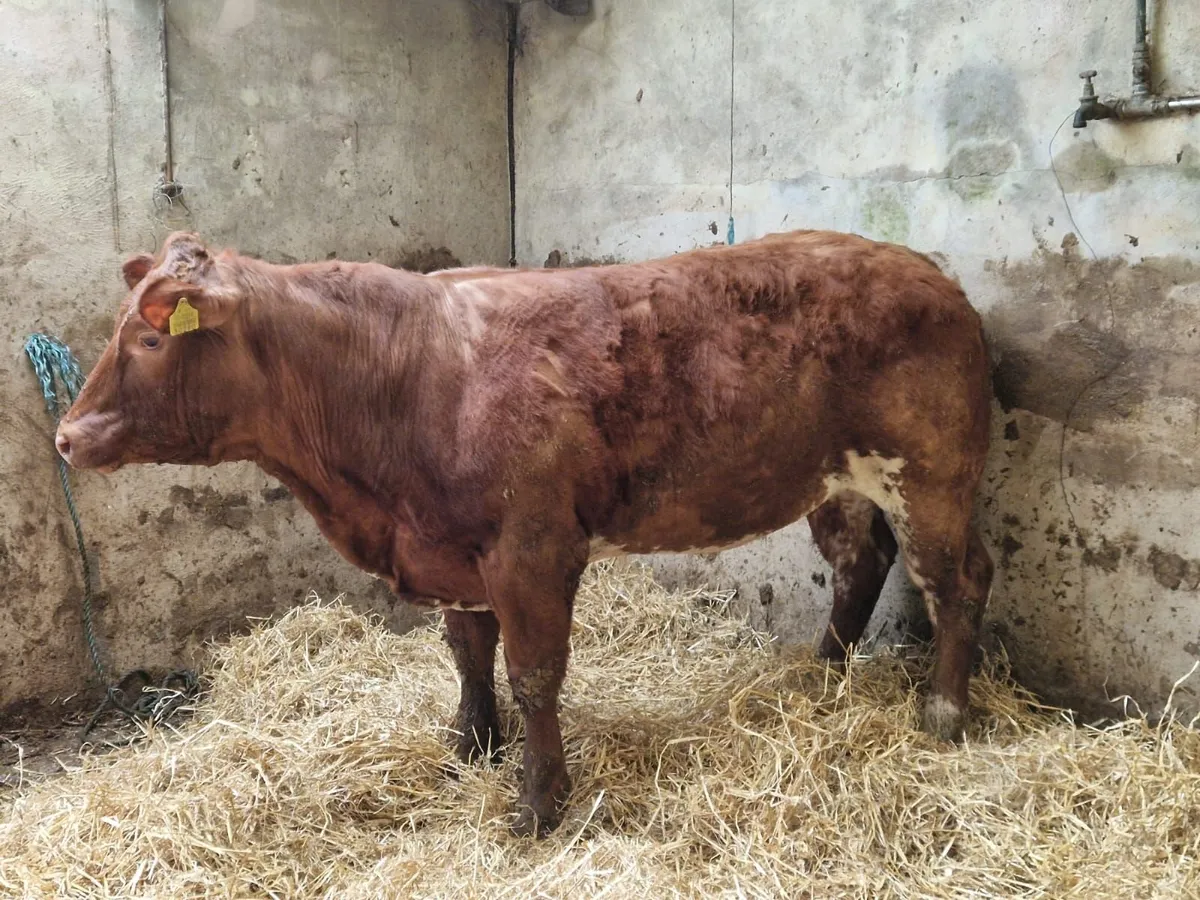 Belgian blue heifer for ennis mart the 24 feb - Image 1