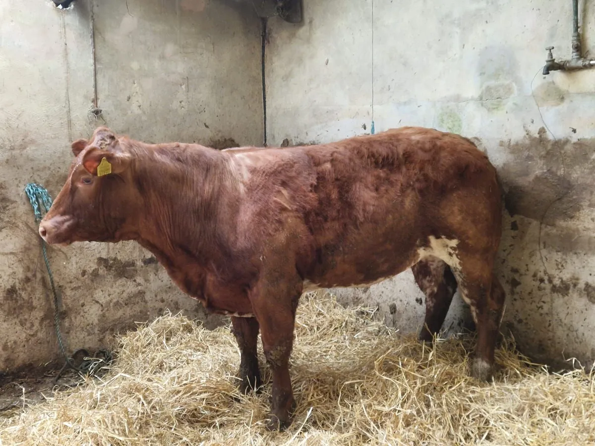 Belgian blue heifer for ennis mart the 24 feb - Image 2