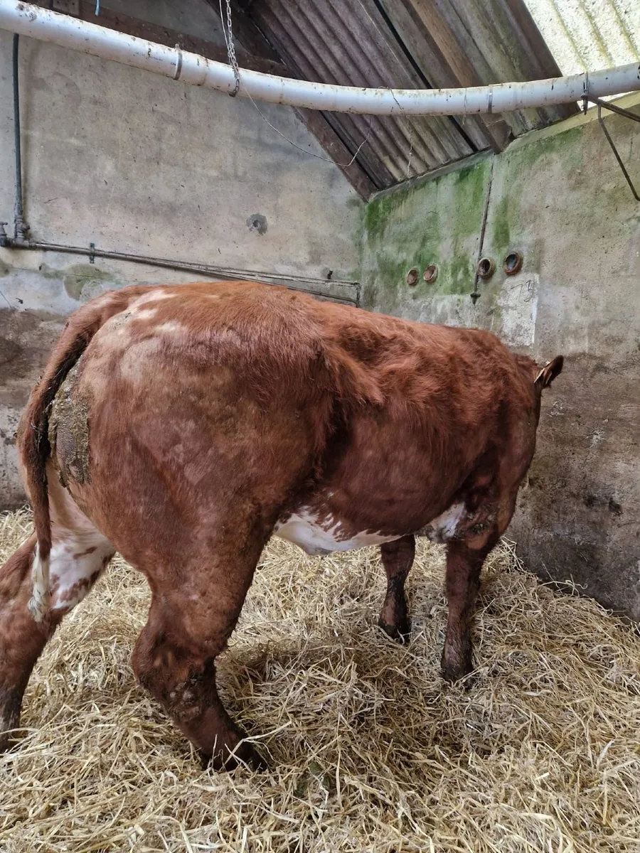 Belgian blue heifer for ennis mart the 24 feb - Image 3