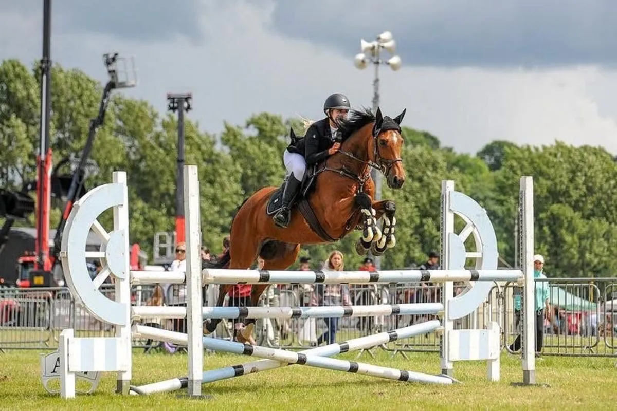 Showjumping horse - Image 1