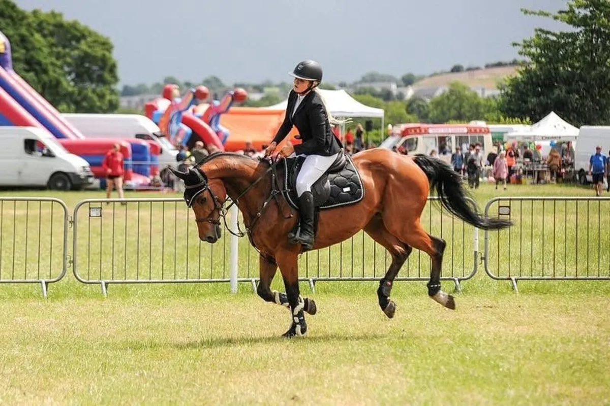 Showjumping horse - Image 2