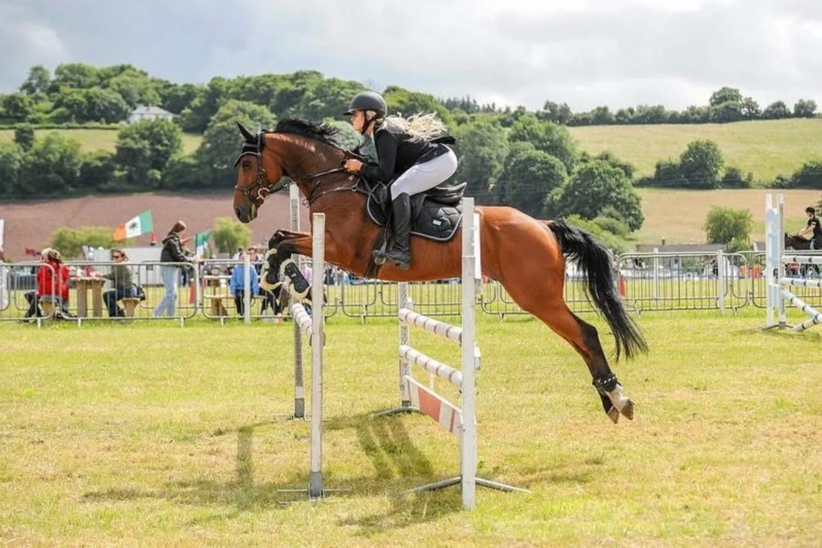 Showjumping horse - Image 3