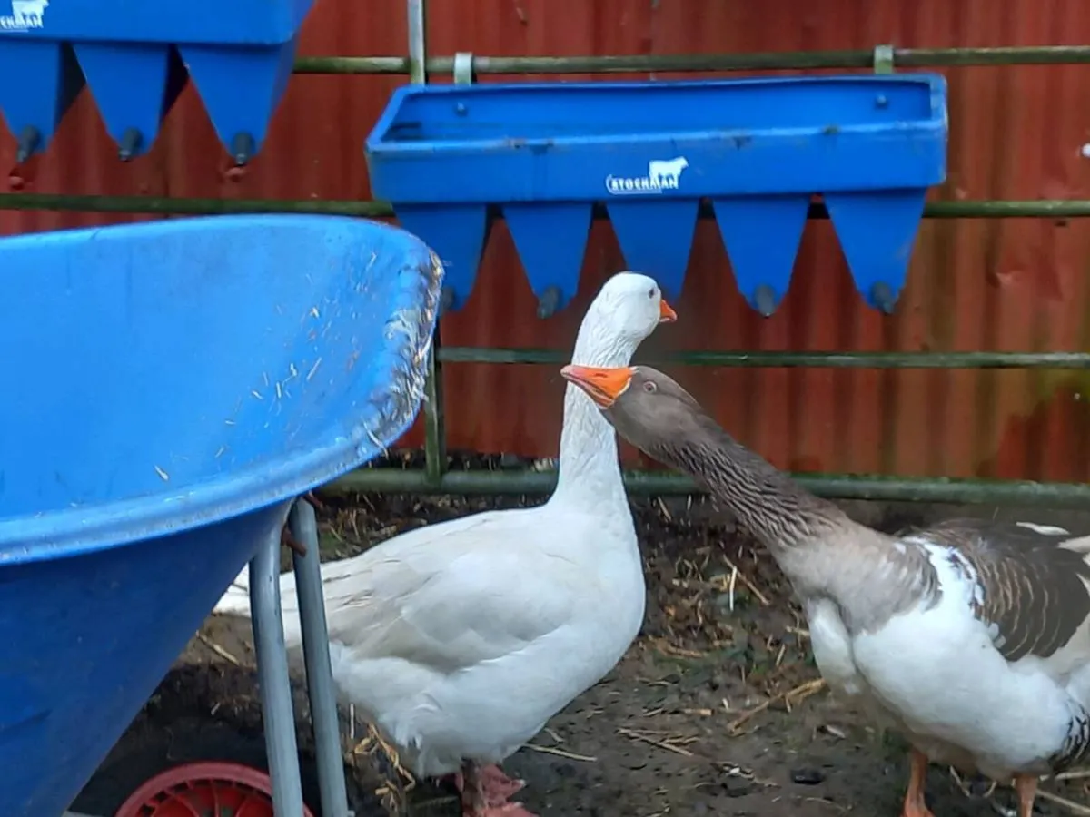 Geese - Image 2