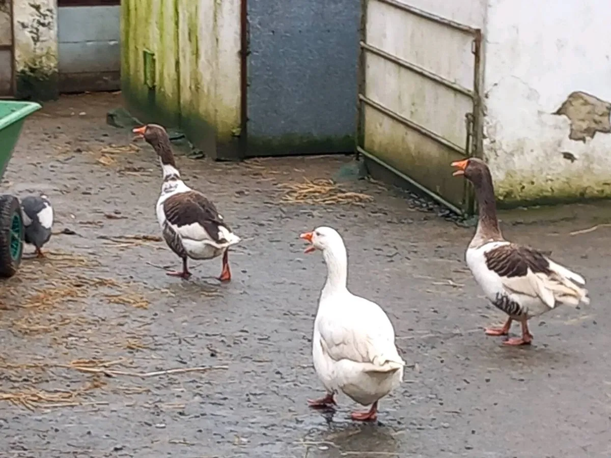 Geese - Image 4