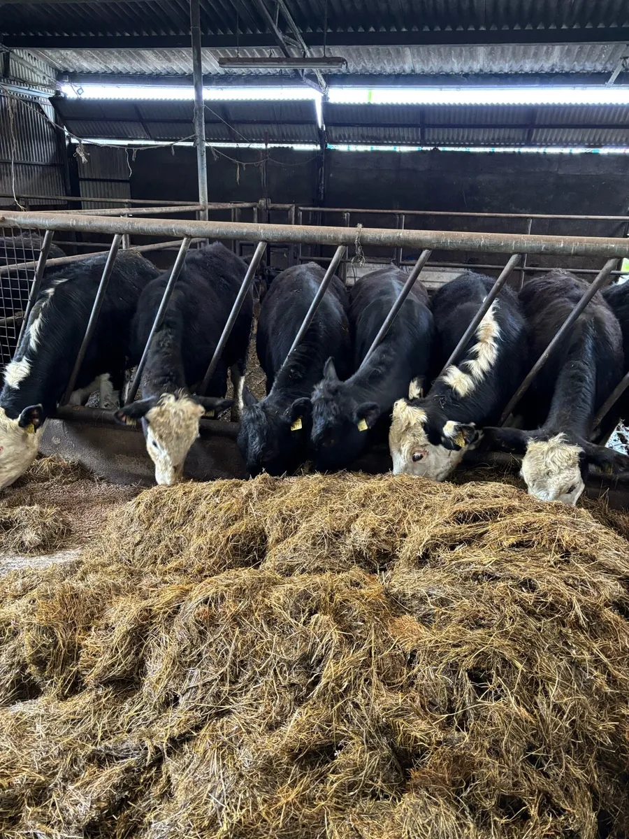 10 Weanlings bullocks 370kg - Image 1