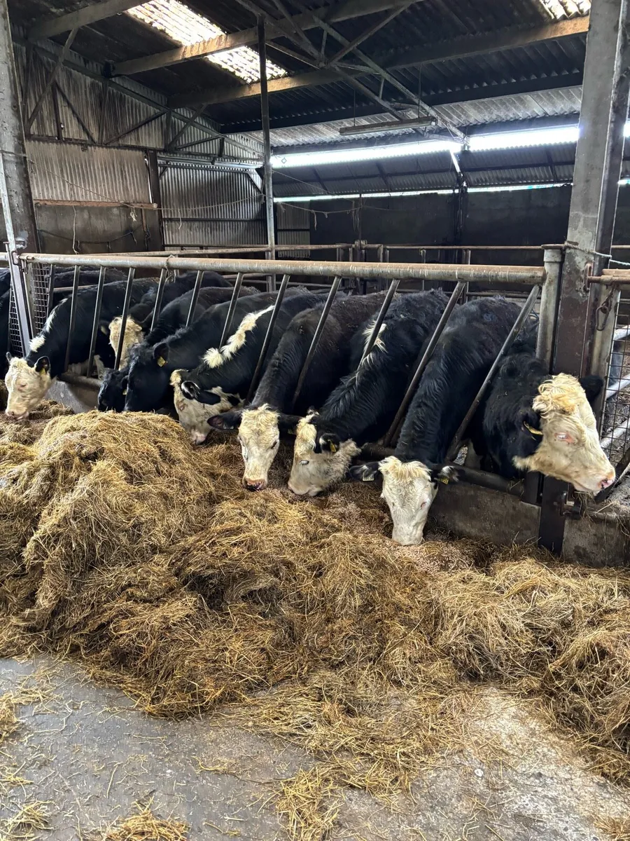 10 Weanlings bullocks 370kg - Image 2