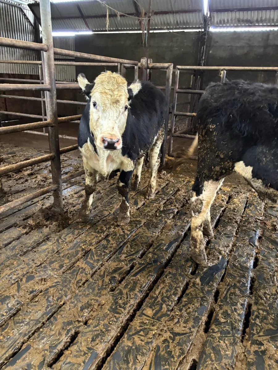 10 Weanlings bullocks 370kg - Image 3