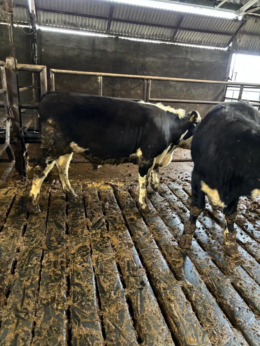 10 Weanlings bullocks 370kg - Image 4