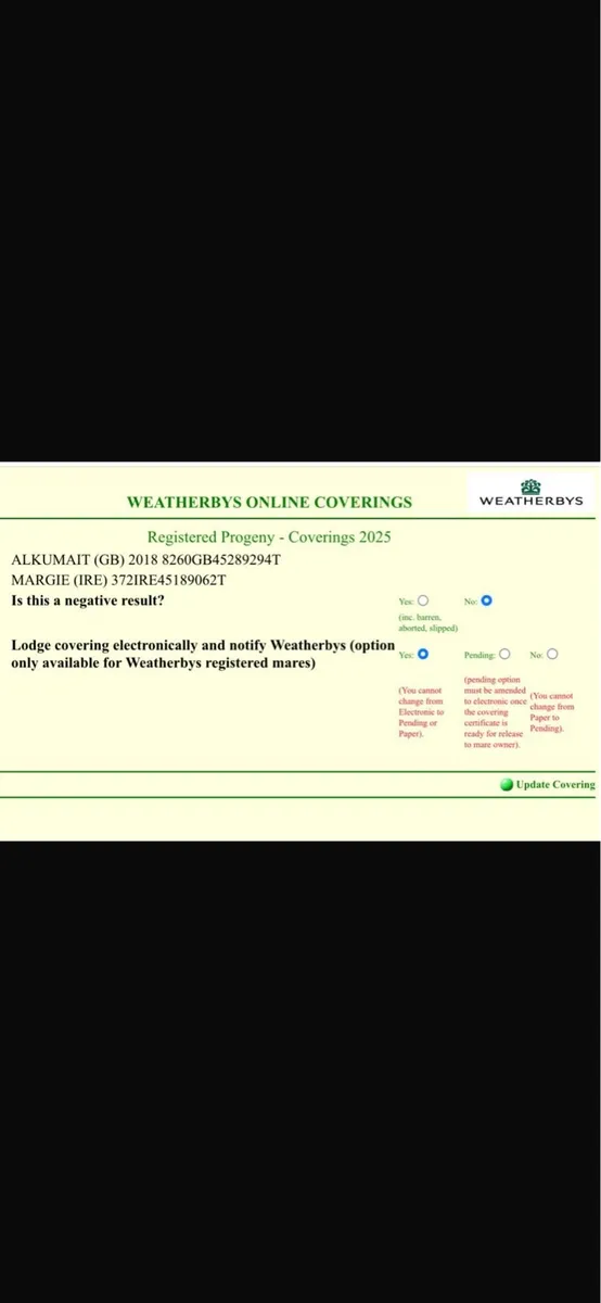 Thorobred mare in foal - Image 3