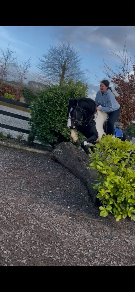 Cob x Friesian - Image 1