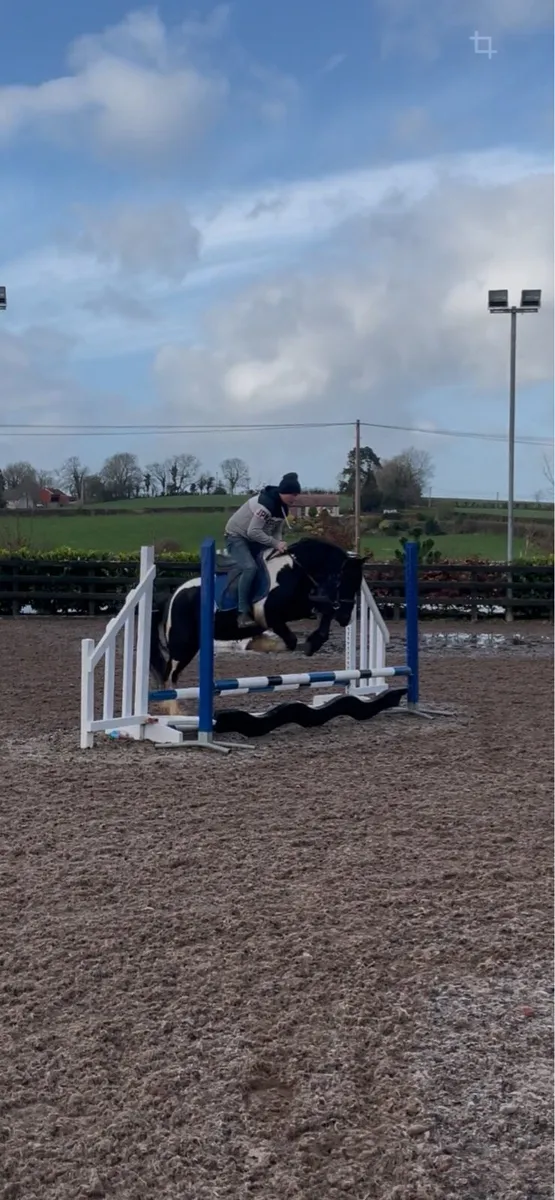 Cob x Friesian - Image 2