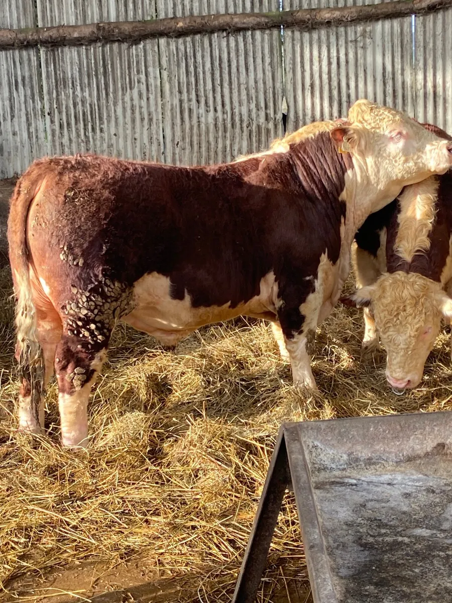 Pbr Hereford - Image 2