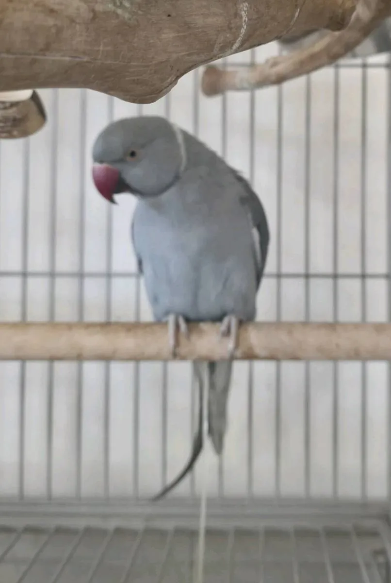 Indian Ringneck - Image 1