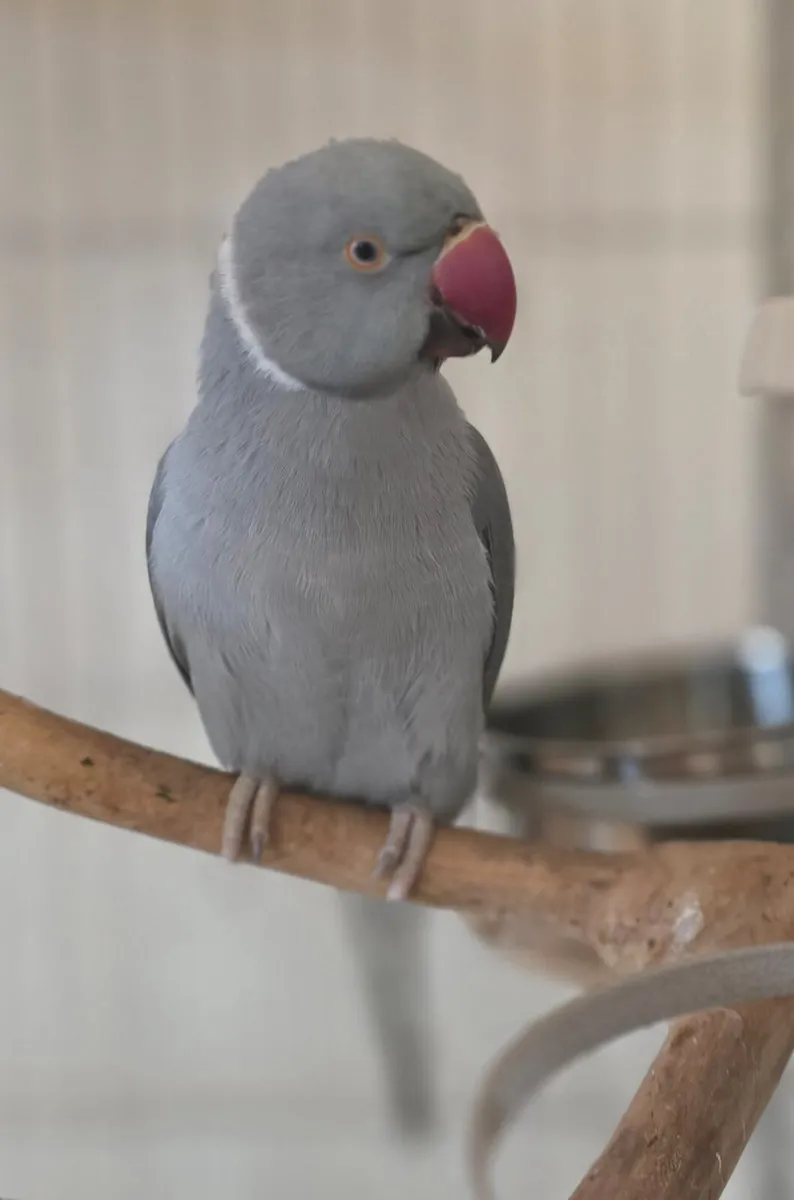 Indian Ringneck - Image 2