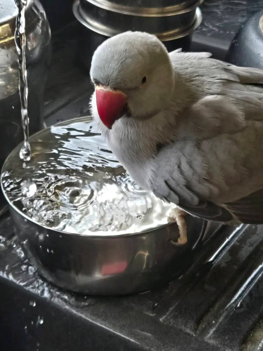 Indian Ringneck - Image 3