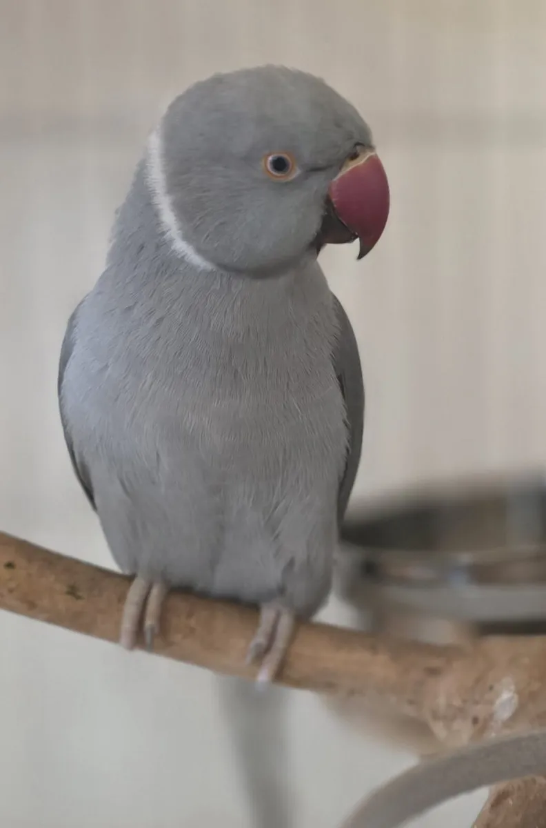 Indian Ringneck - Image 4