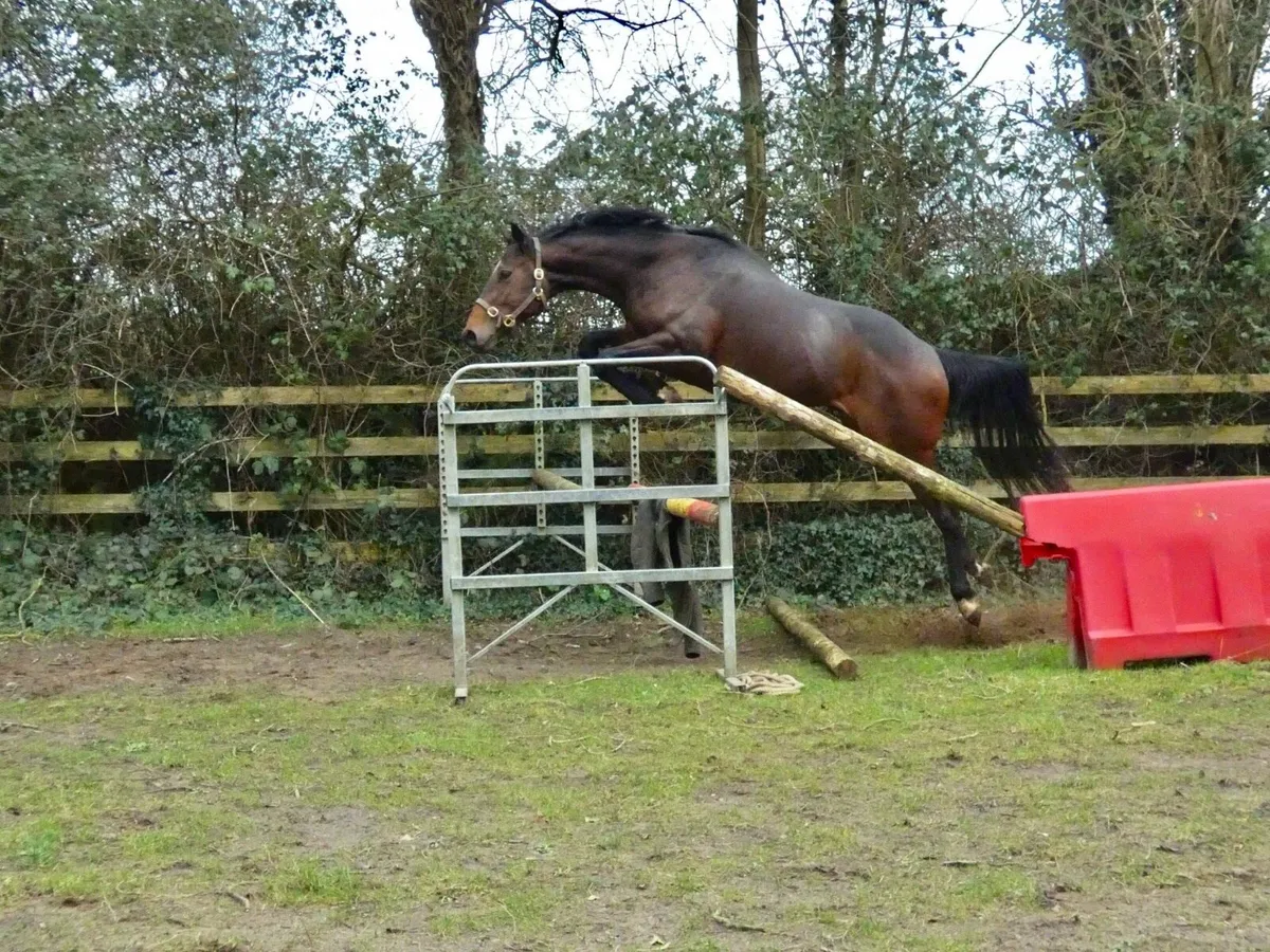 3yo Thoroughbred Colt - Image 2