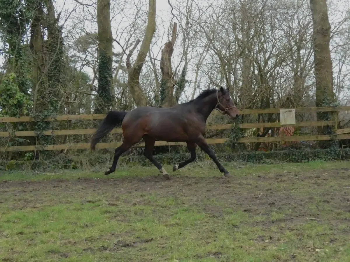 3yo Thoroughbred Colt - Image 4