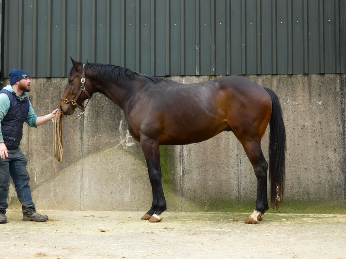 3yo Thoroughbred Colt - Image 1