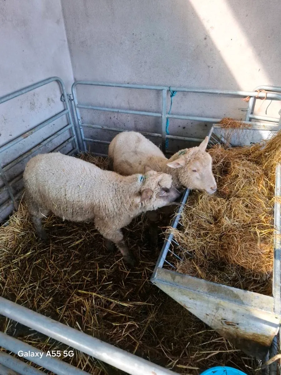 Ram lambs and ewe lamb - Image 1