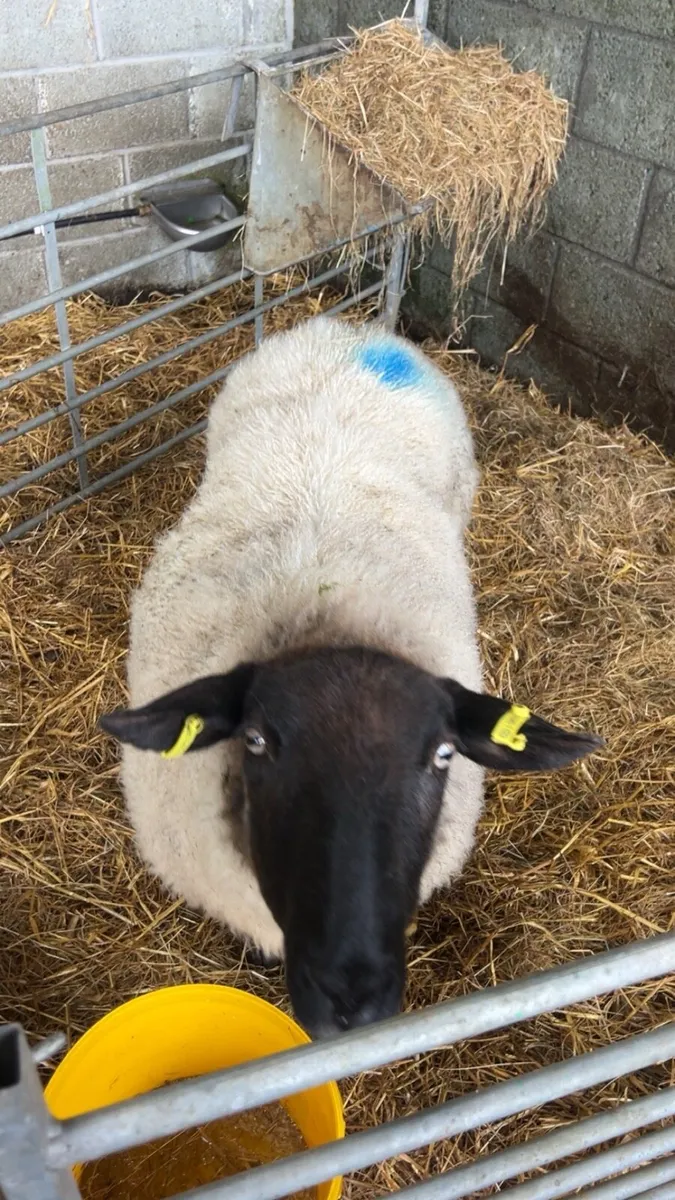 Foster ewe
