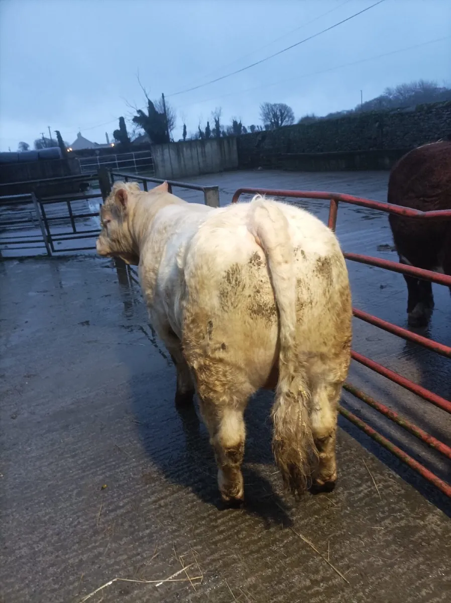 Charolais Bull - Image 2