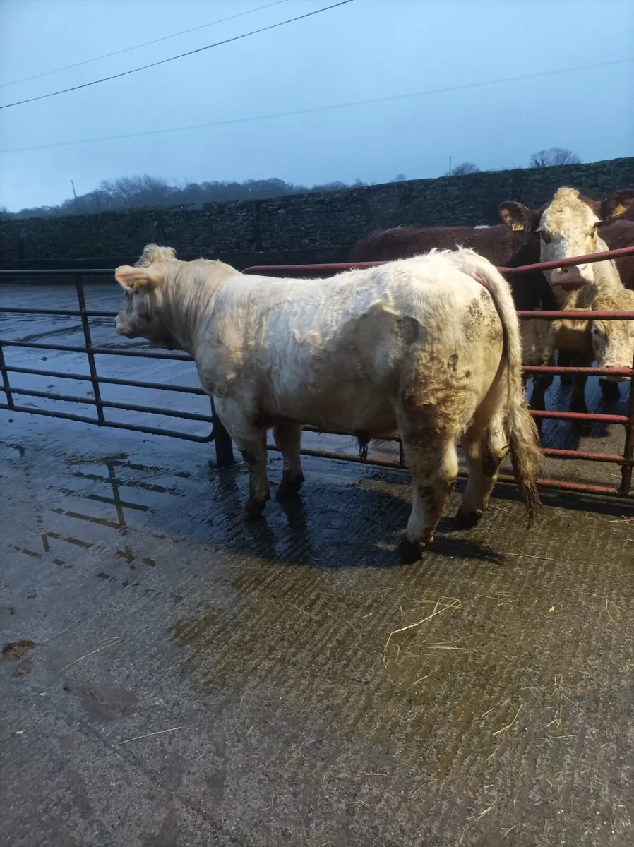 Charolais Bull - Image 1