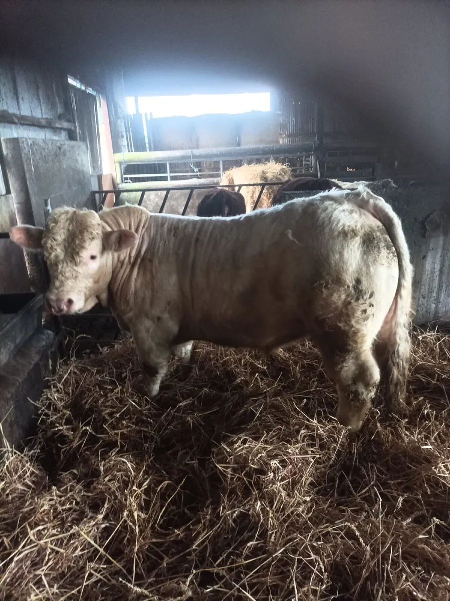 Charolais Bull - Image 3