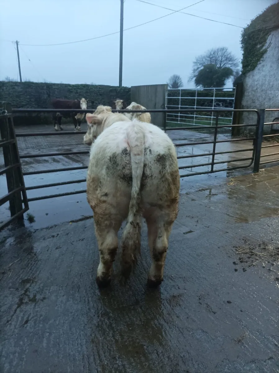 Charolais Bull - Image 4