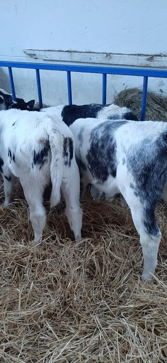 BB heifir calves - Image 2