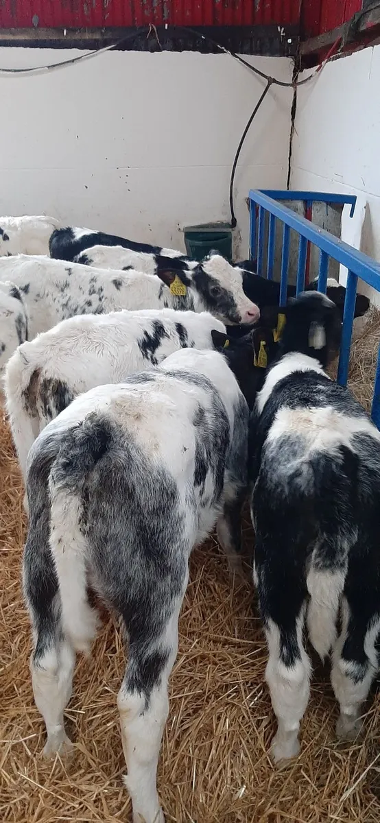 BB heifir calves - Image 1