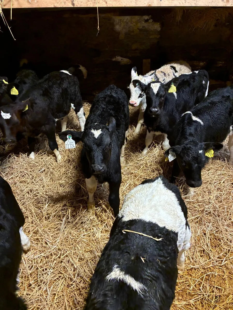 FR bull Calves - Image 2
