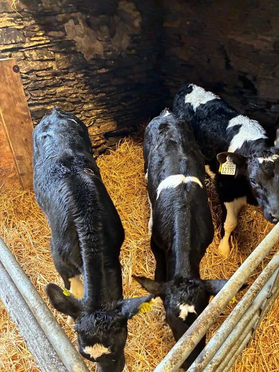 FR bull Calves - Image 3