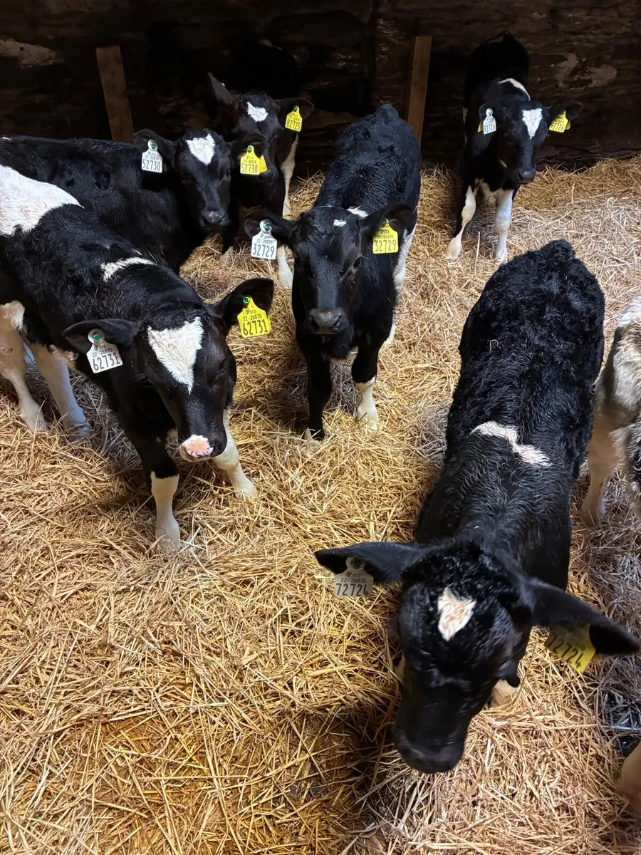 FR bull Calves - Image 1