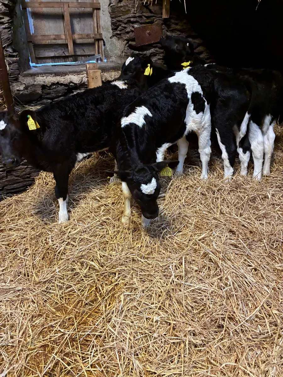 FR bull Calves - Image 4