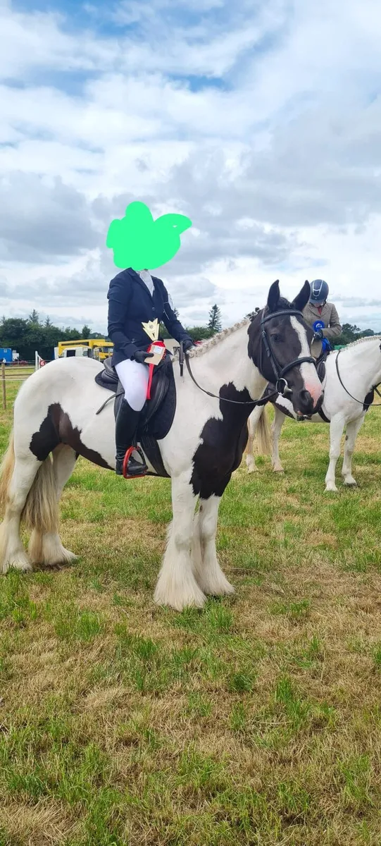 Fabulous piebald cob - Image 1