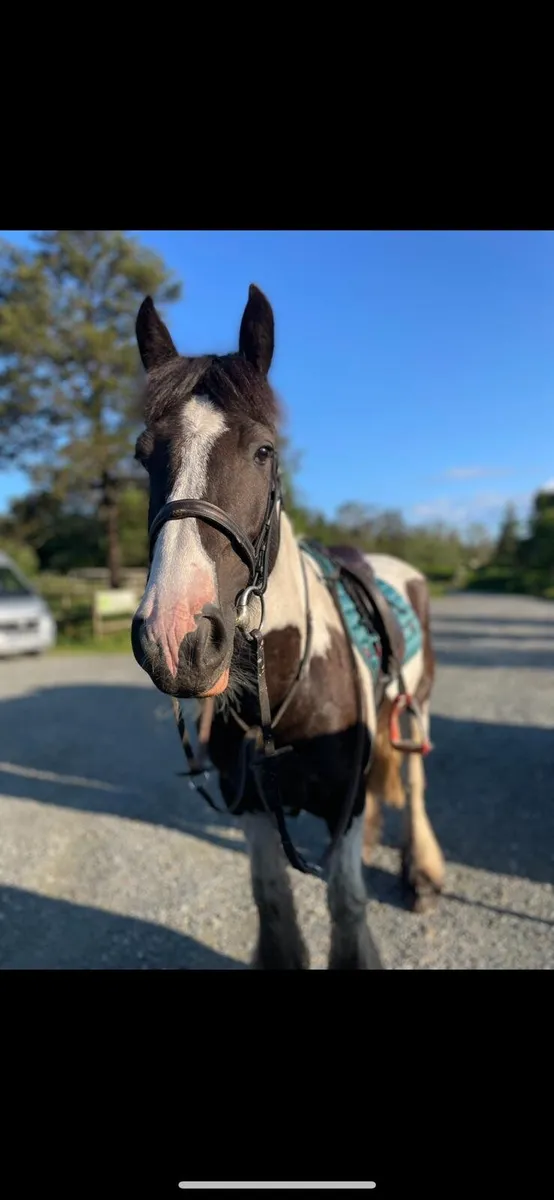 Fabulous piebald cob - Image 2