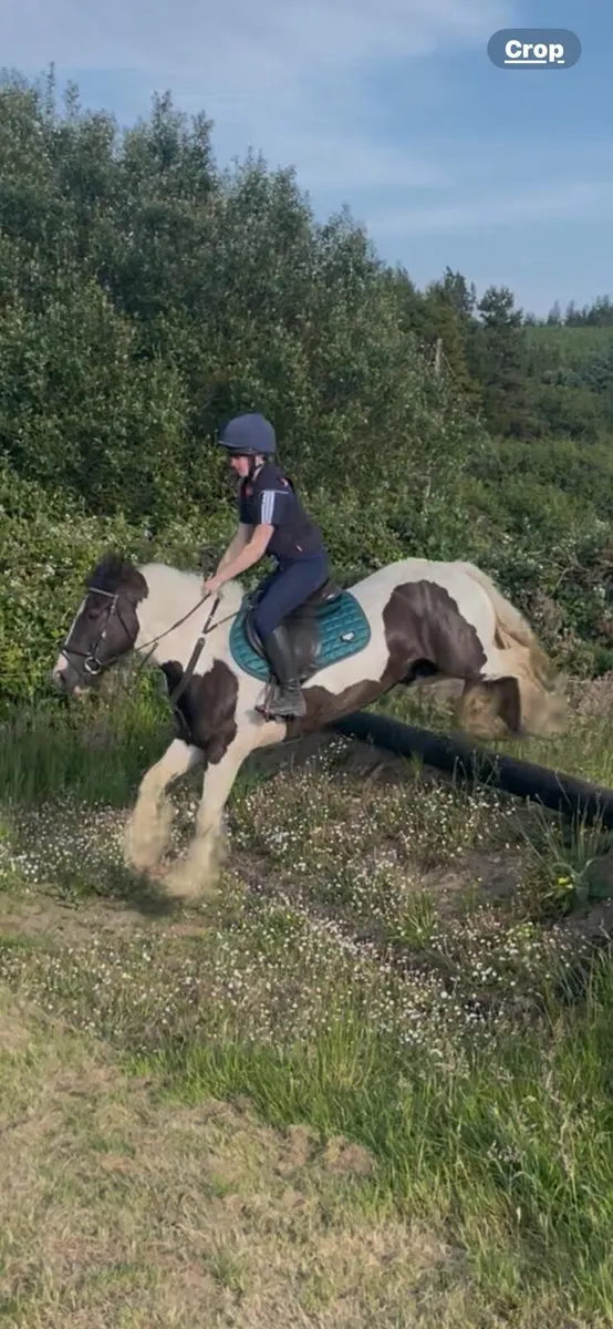 Fabulous piebald cob - Image 4