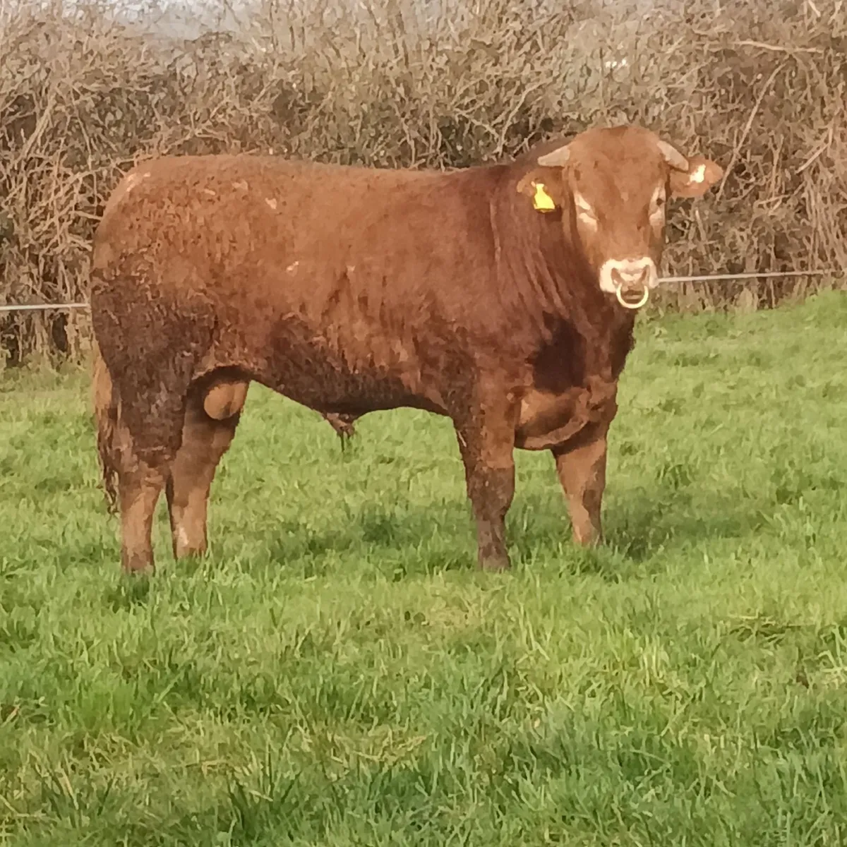 Limousin bulls - Image 2