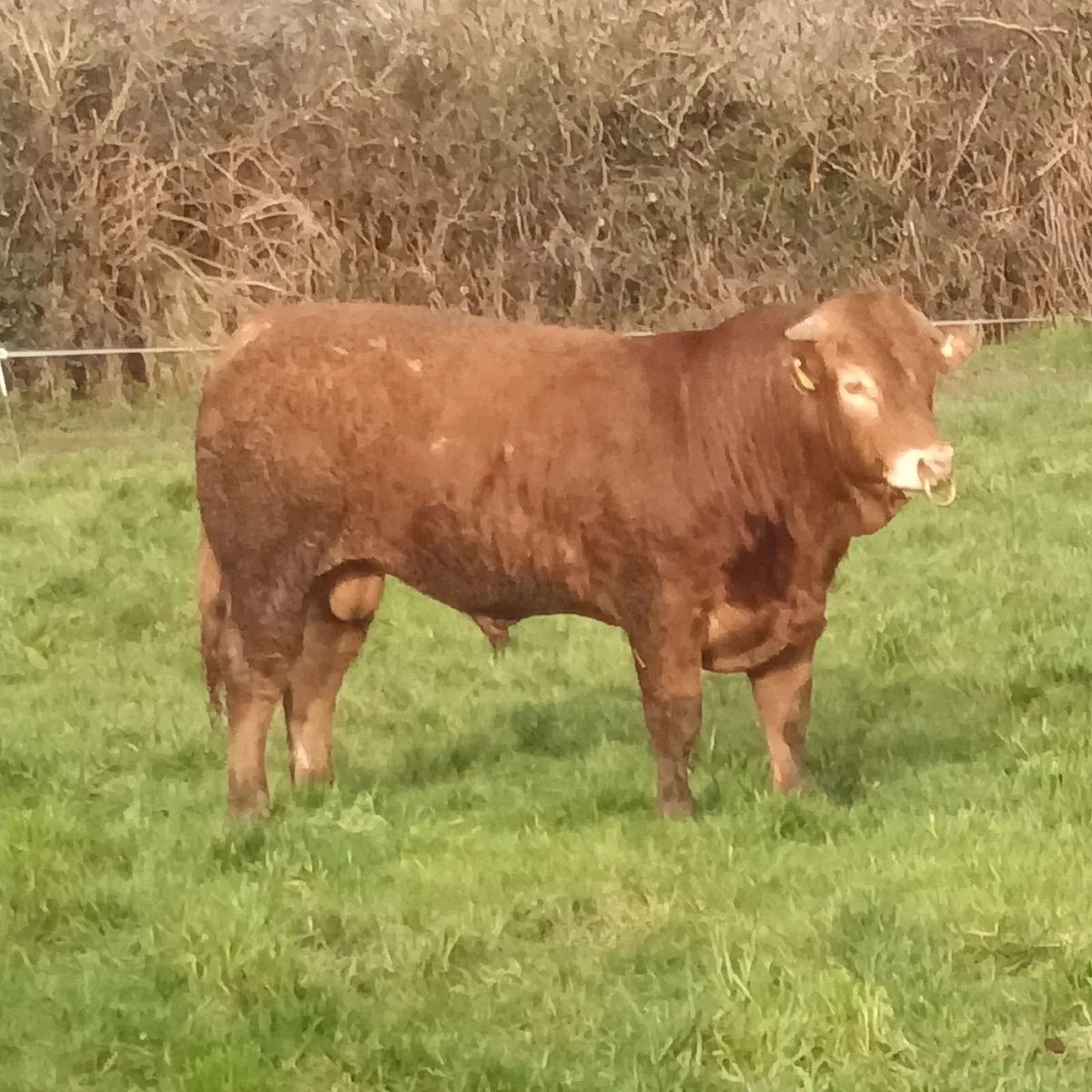 Limousin bulls - Image 4