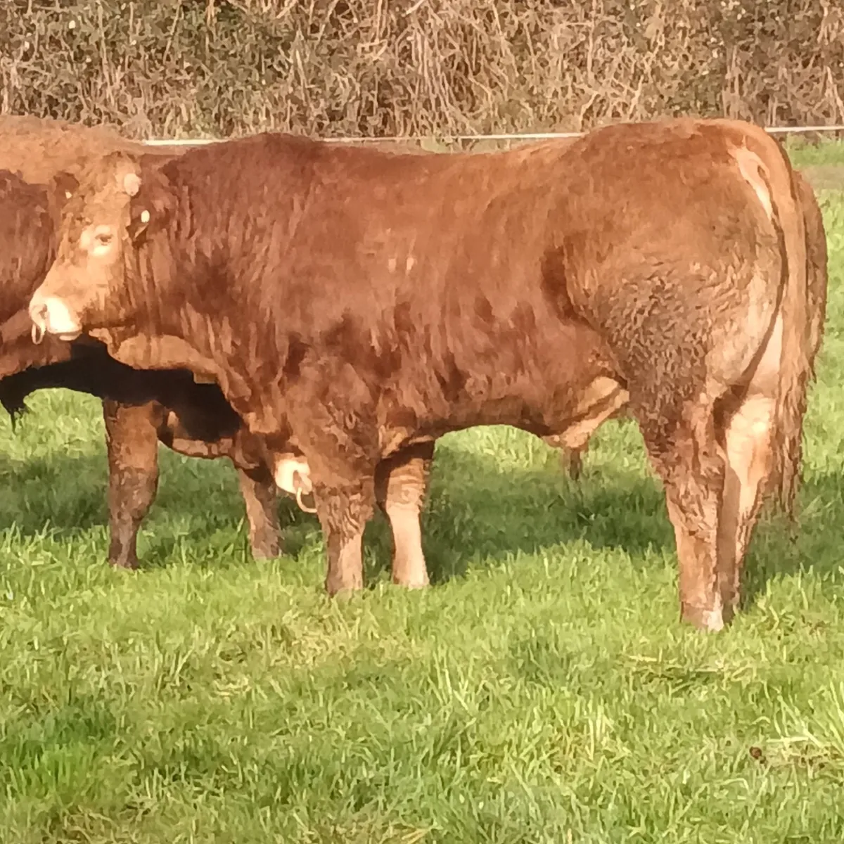Limousin bulls - Image 3