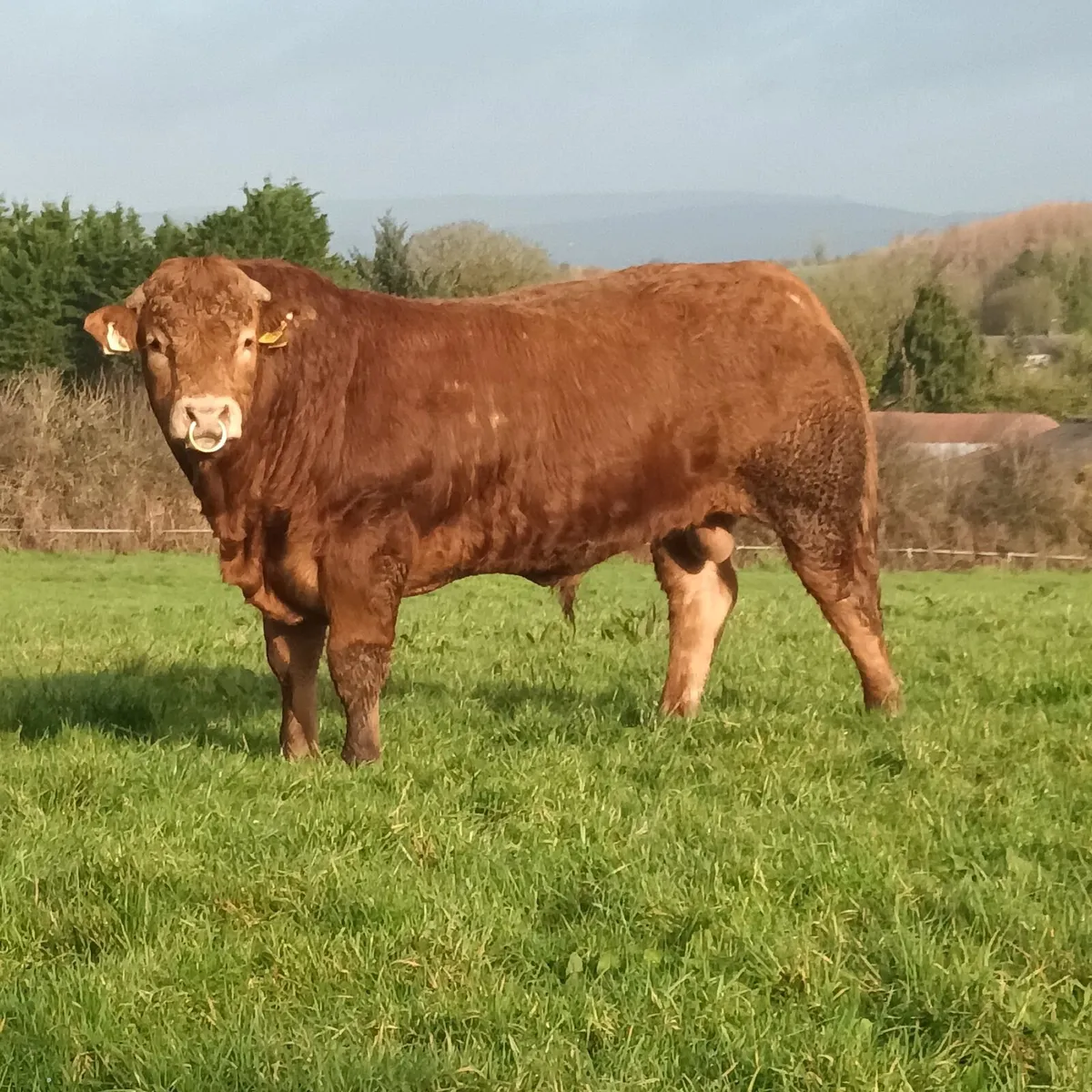 Limousin bulls - Image 1