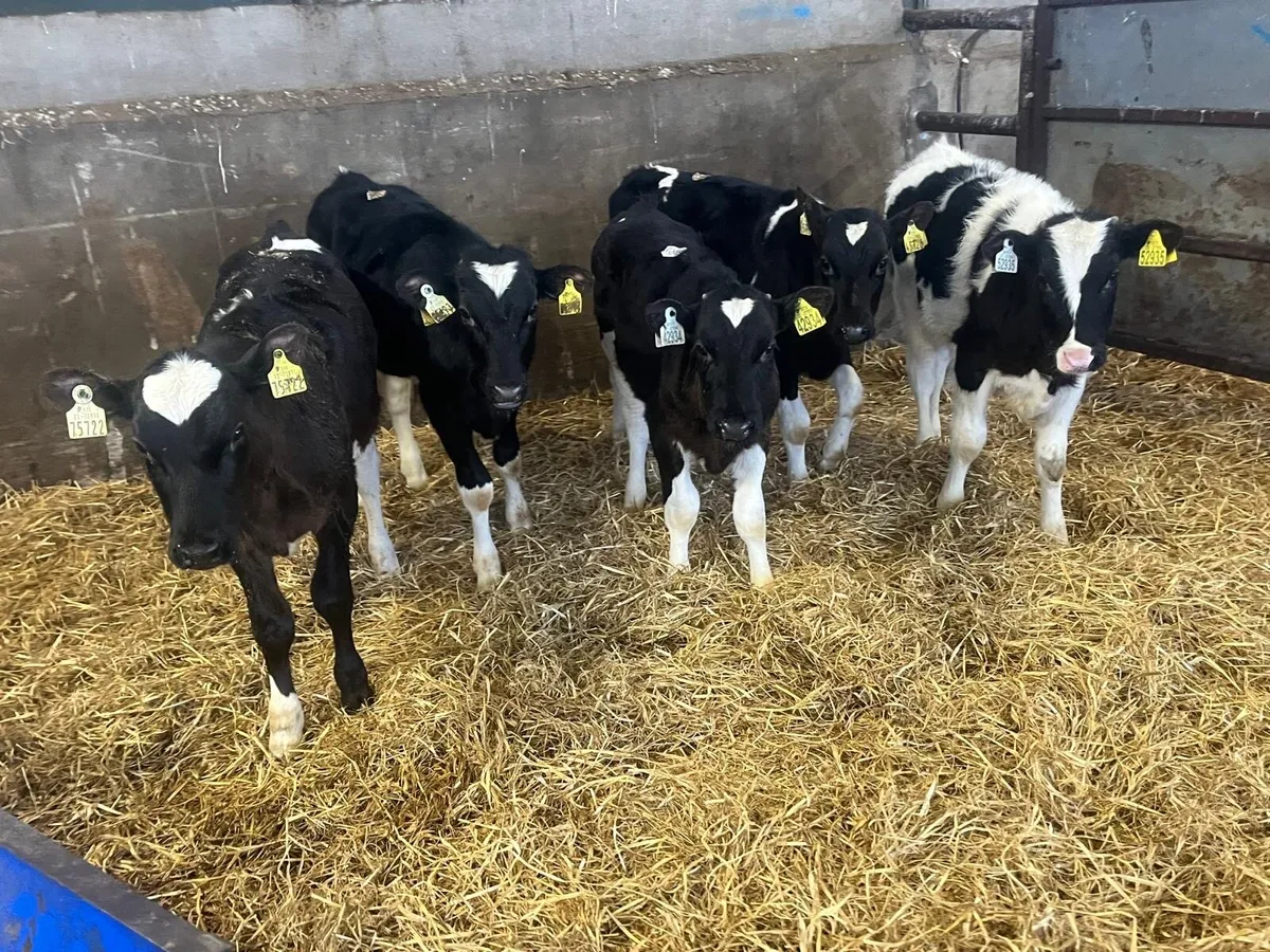 5 British Frisian bull weanlings - Image 2