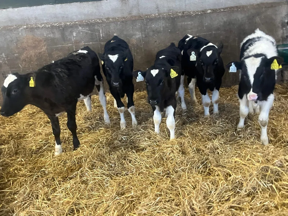 5 British Frisian bull weanlings - Image 3