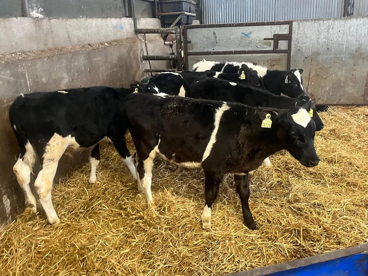 5 British Frisian bull weanlings - Image 4