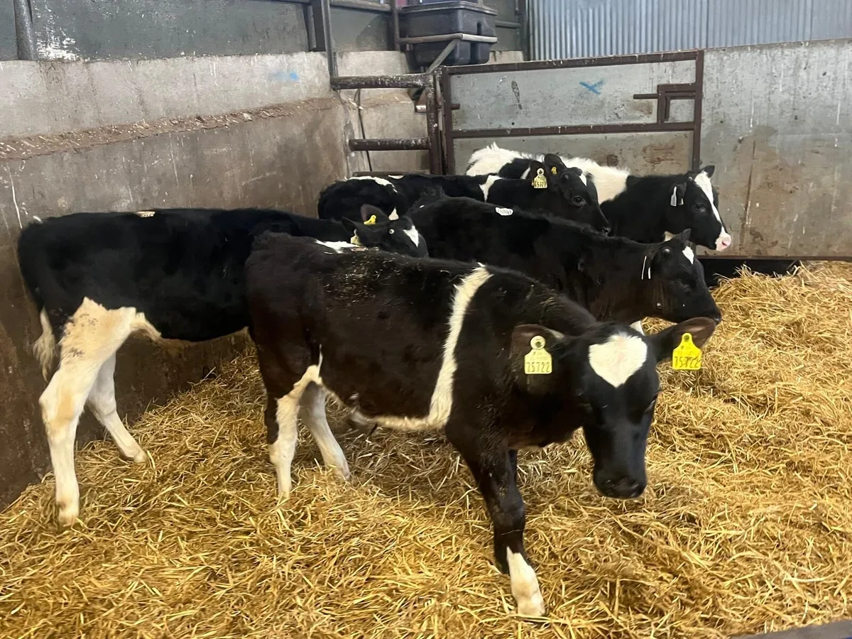 5 British Frisian bull weanlings - Image 1