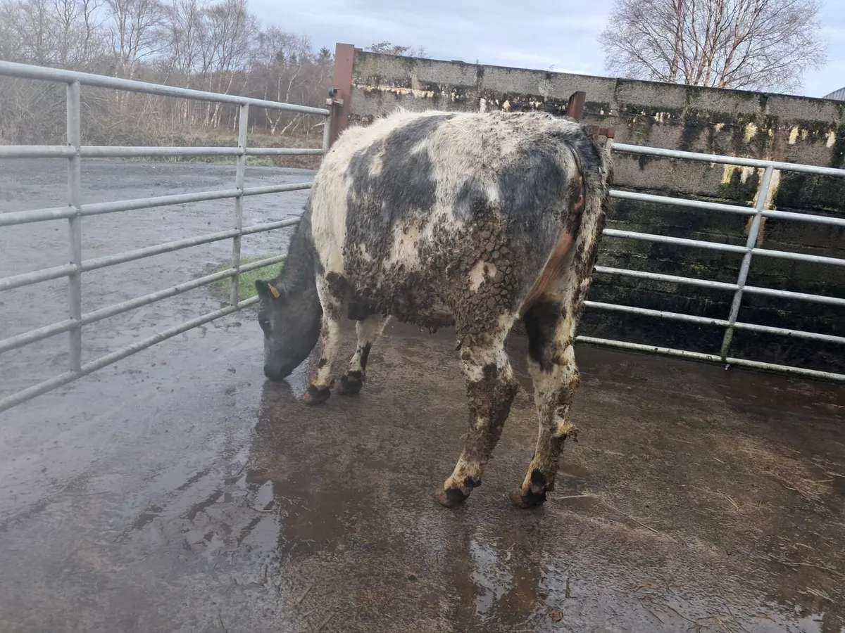 In calf shorthorn heifer - Image 4