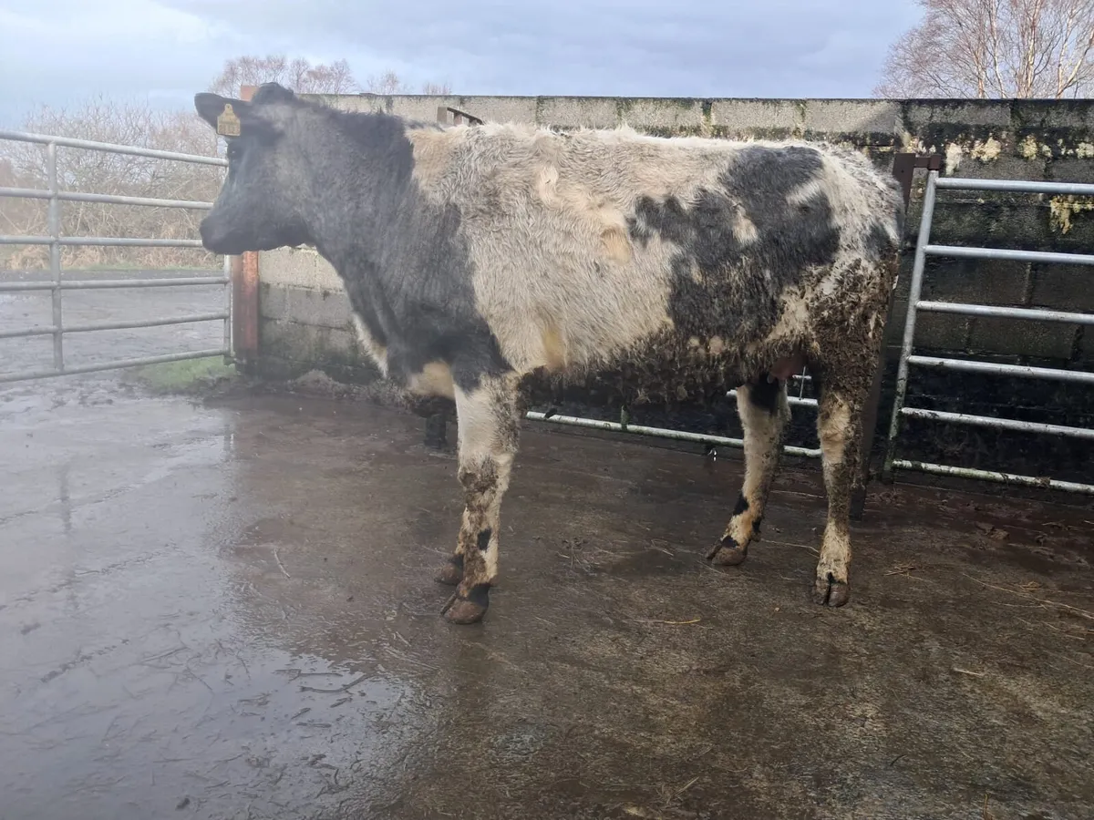 In calf shorthorn heifer - Image 1